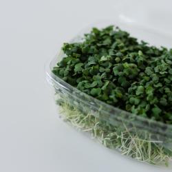 Klky brokolica/koriander 50g Herbology