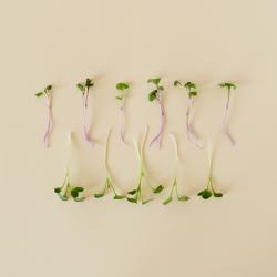 Klky rekovka 50g Herbology