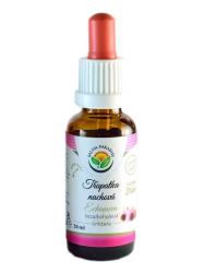 Echinacea - Tapatka tinktra bez alkoholu  30ml